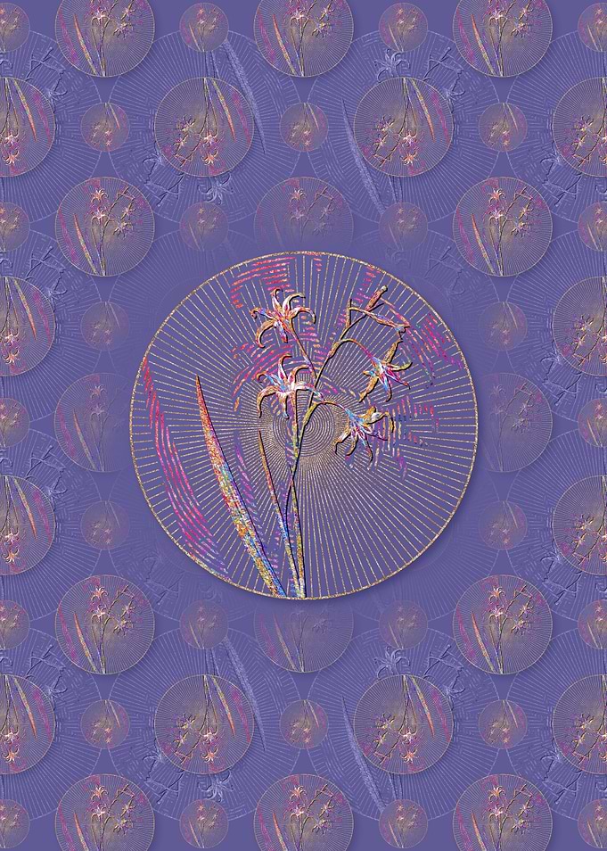 Gladiolus Cuspidatus 2