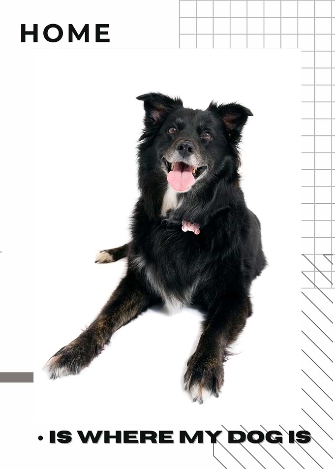 Home is where my dog is