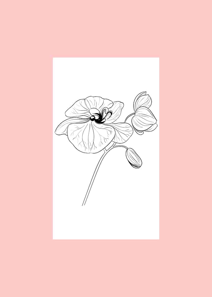 Orchid Flower