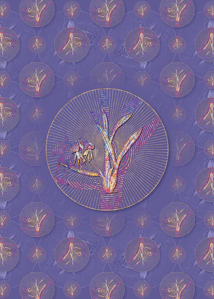 Clamshell Orchid Pattern