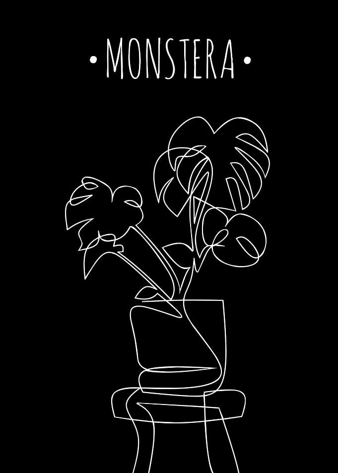 Monstera plant