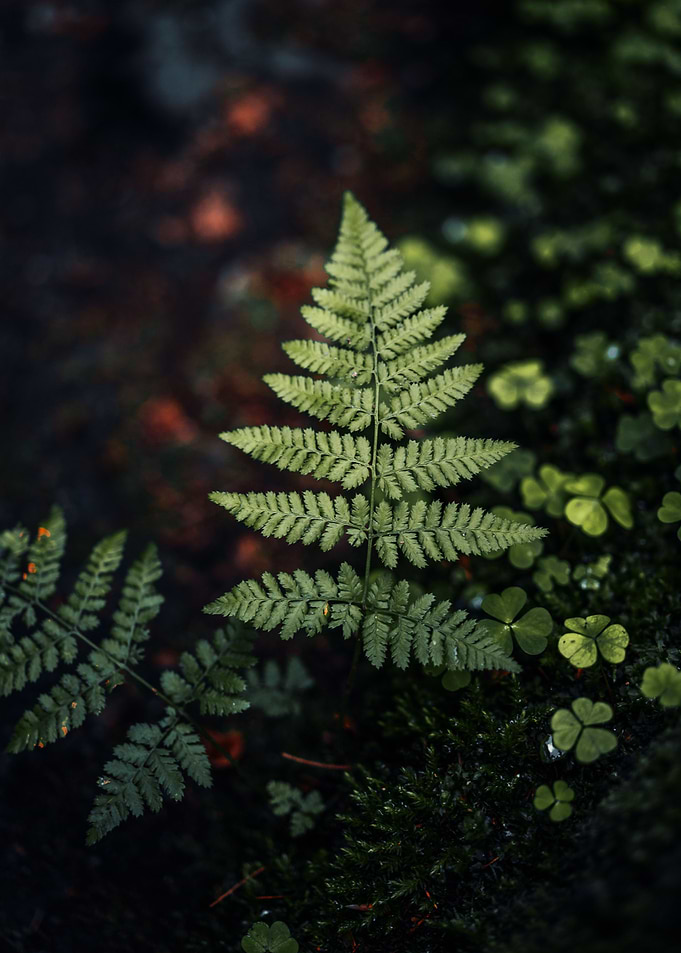 Lush Fern