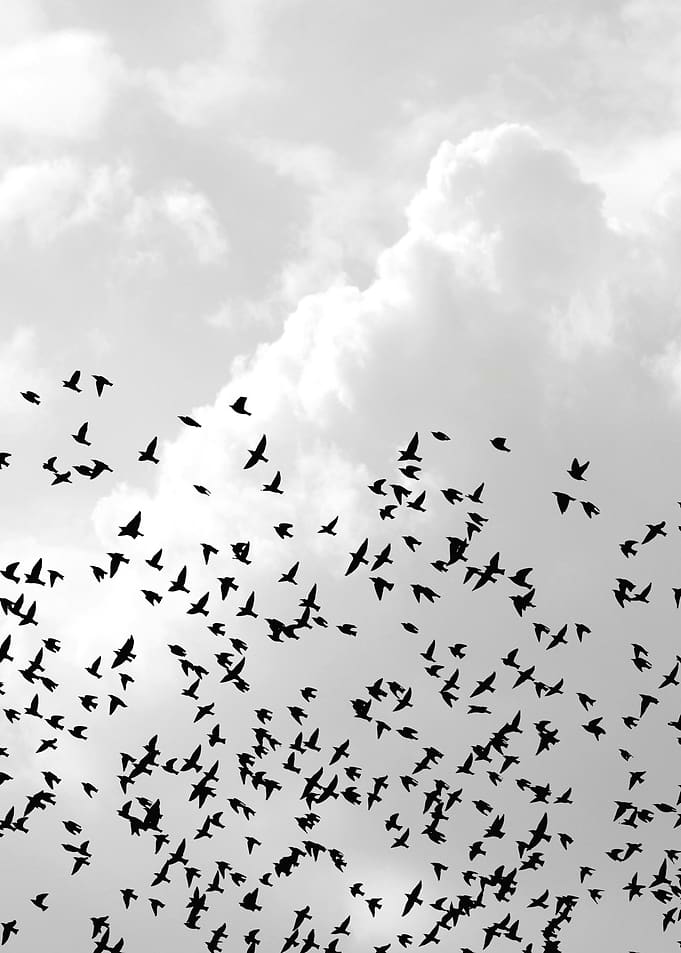 Birds in the Sky