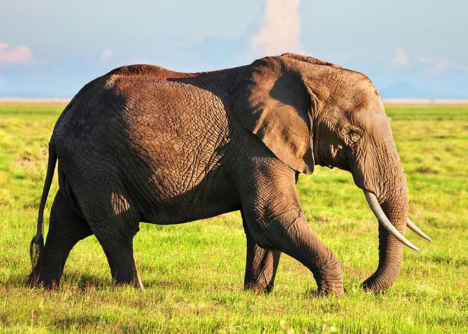 Elephant Animal