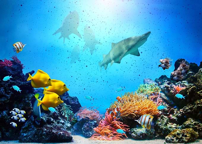 Underwater World Fishes