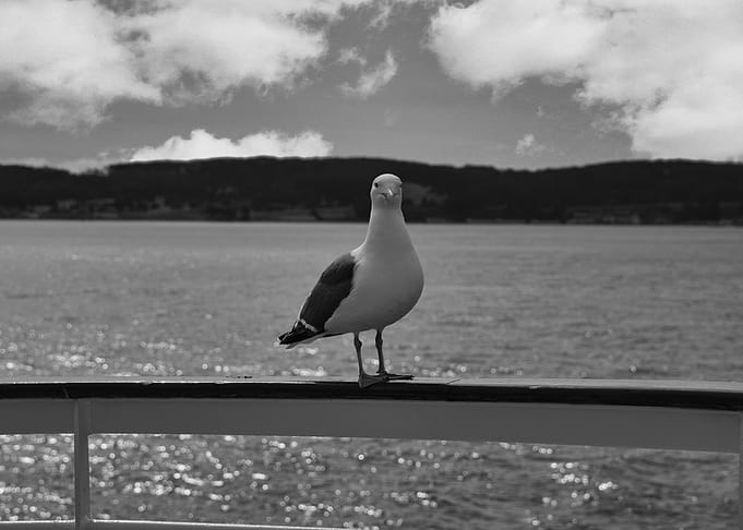 Bird