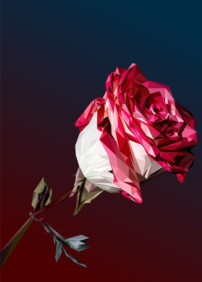 rose flower