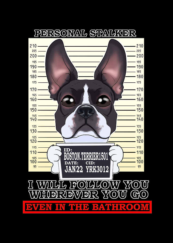 Boston Terrier Stalker