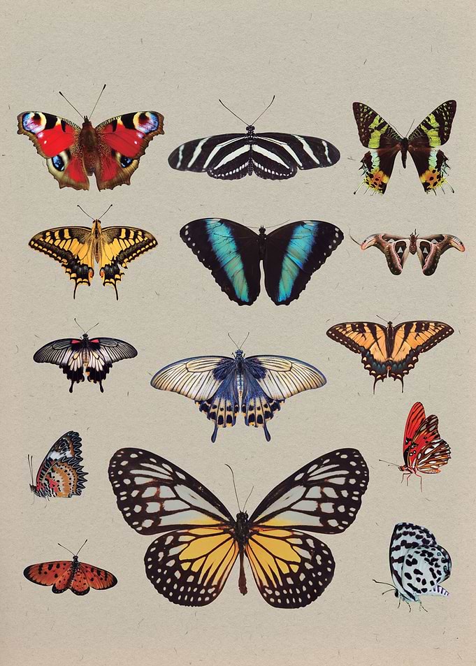 Butterfly Butterflies