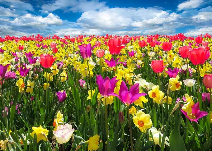 Tulips Flowers Nature