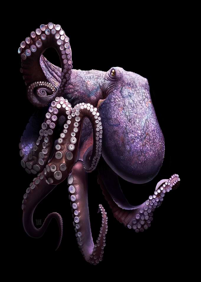 Purple Octopus