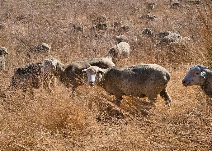 Sheep