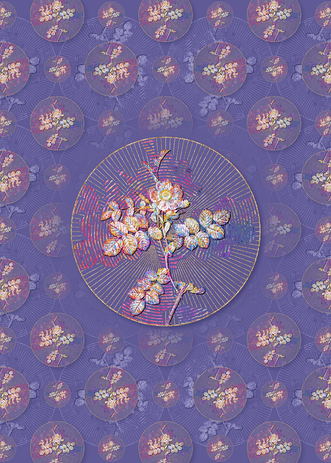 Pink Sweetbriar Rose