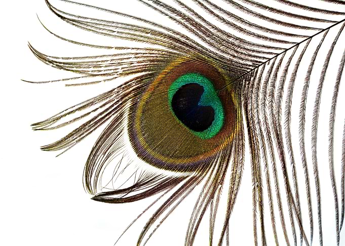 Peacock feather