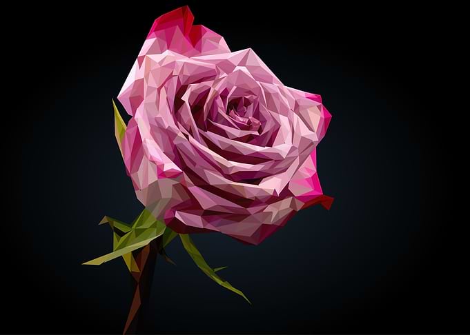 rose flower