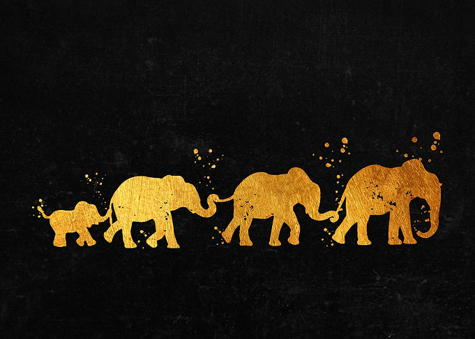Elephants Family