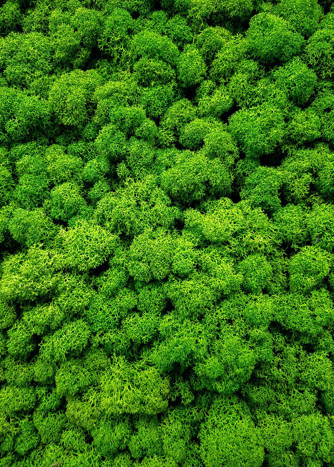 Green Moss Grass Nature