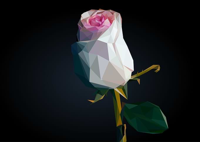 pink rose flower