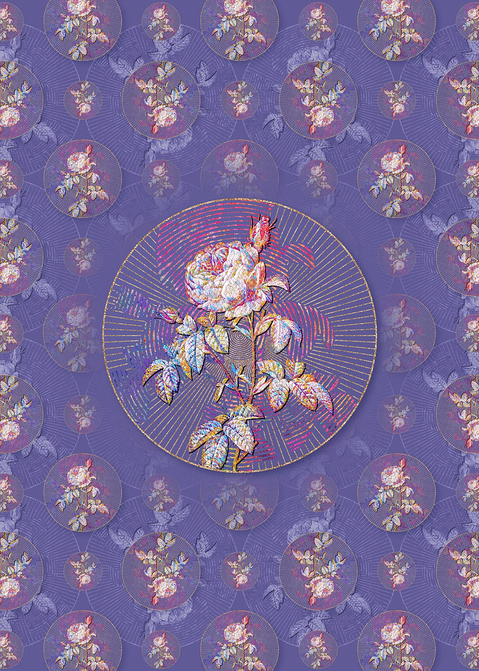 Provence Rose Bloom Flower