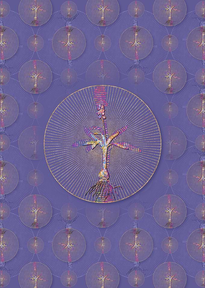 Scilla Lingulata Pattern