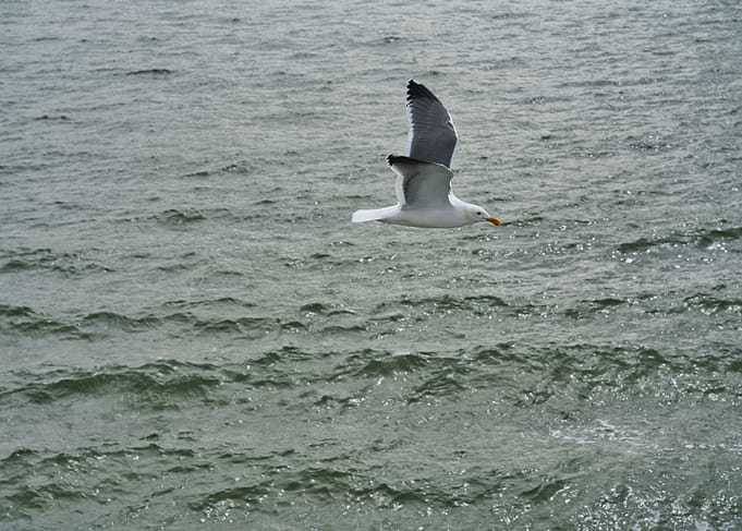 Bird