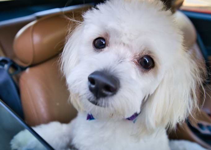 Poodle