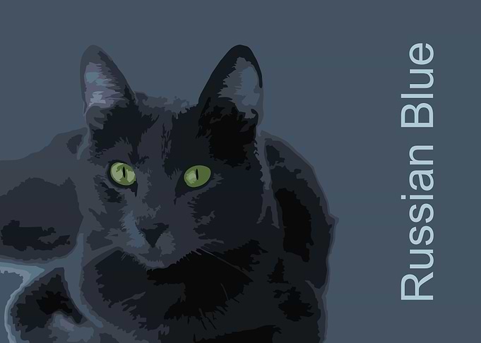 Russian Blue