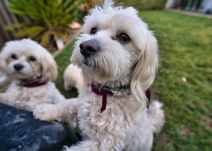 Cute Poodles