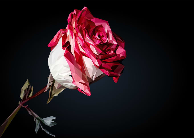 Red rose flower