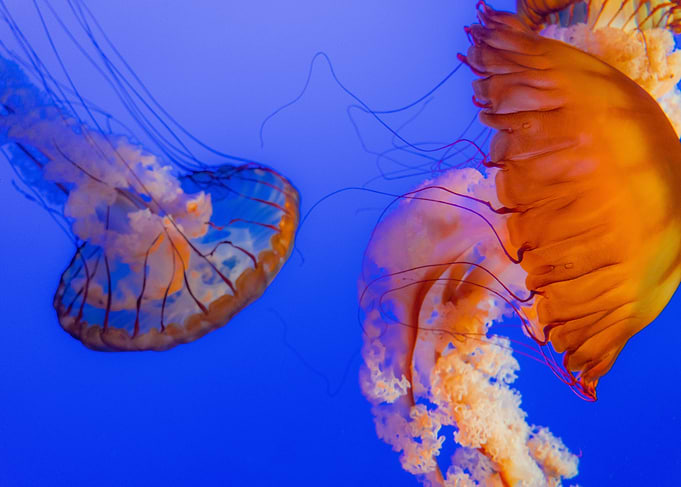Jellyfish
