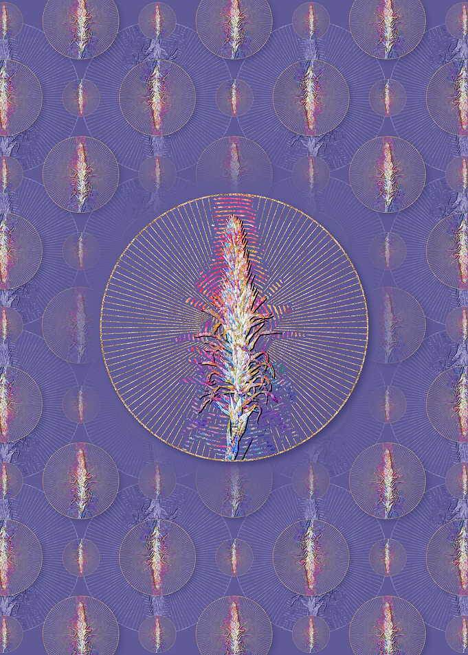 Pitcairnia Latifolia