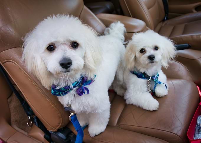 Two Poodles