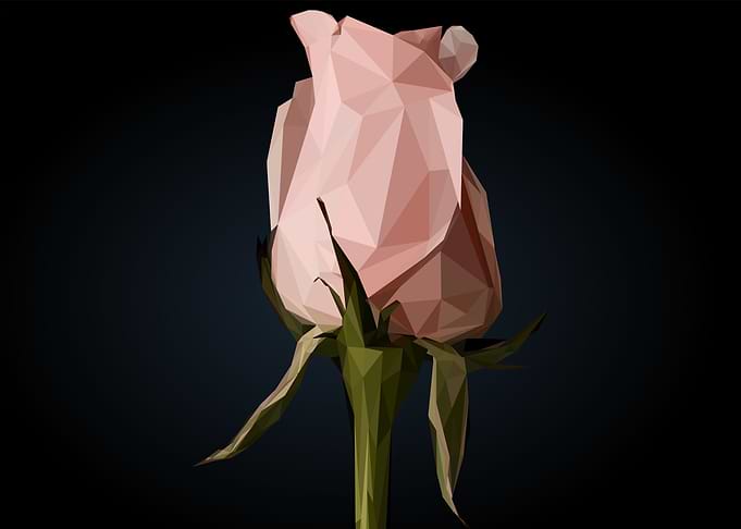 pink rose flower