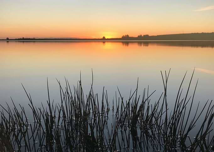 In the reeds