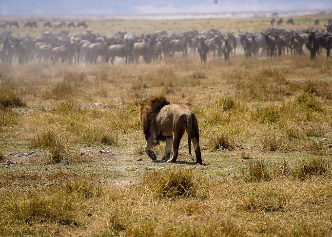 Lion on the hunt