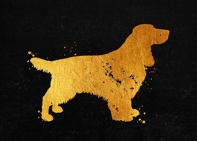 Field Spaniel Dog