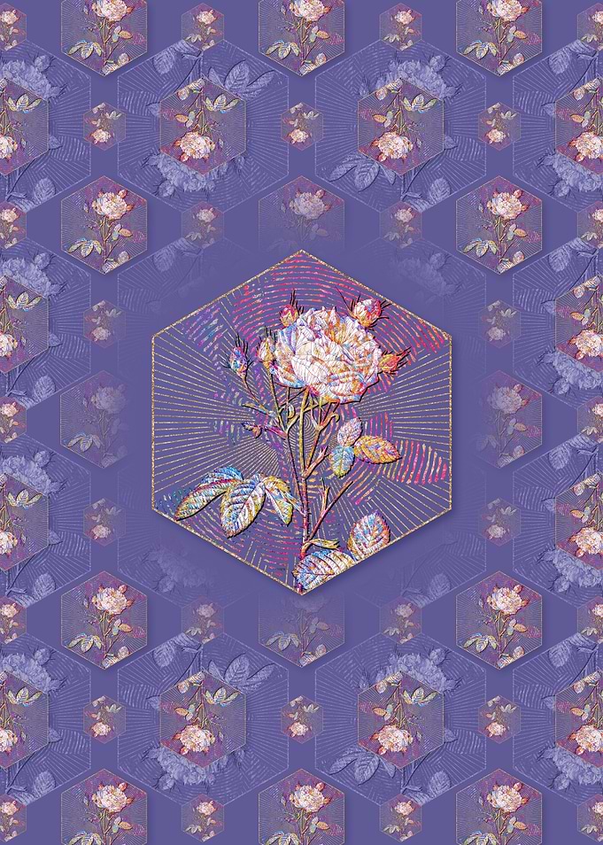 White Provence Rose Flower