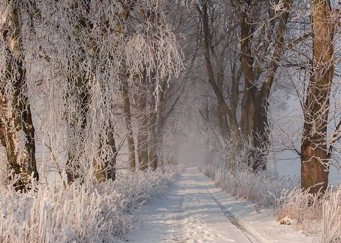 Frosty morning