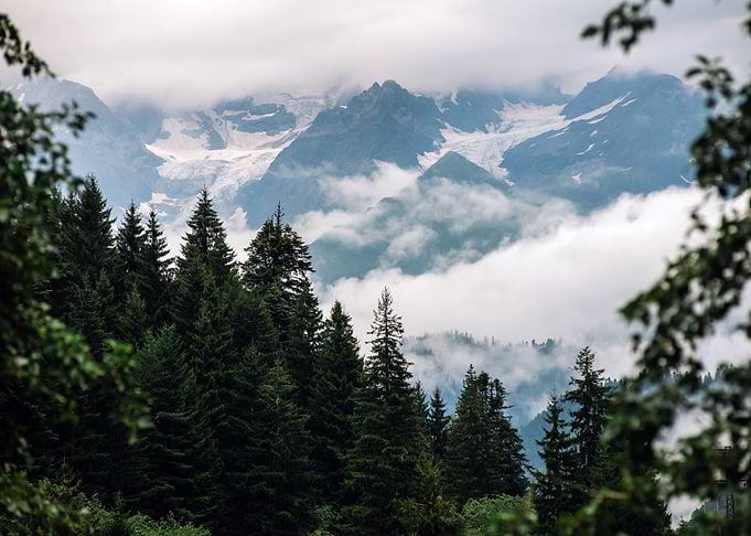 Foggy Mountains in Forest