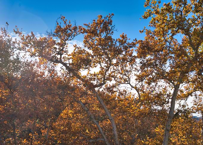 Trees