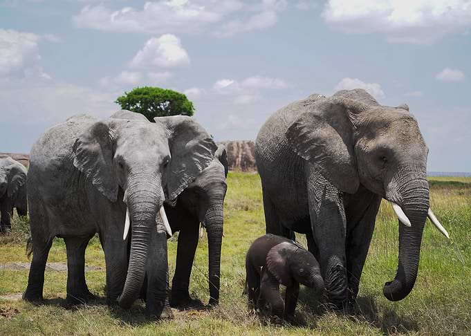 Elephants on Safari