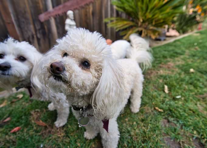 Poodles
