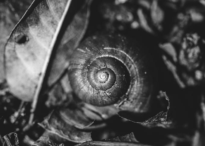 Shell