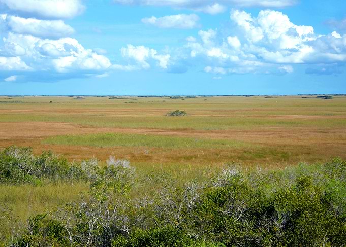 Shark Valley Everglades