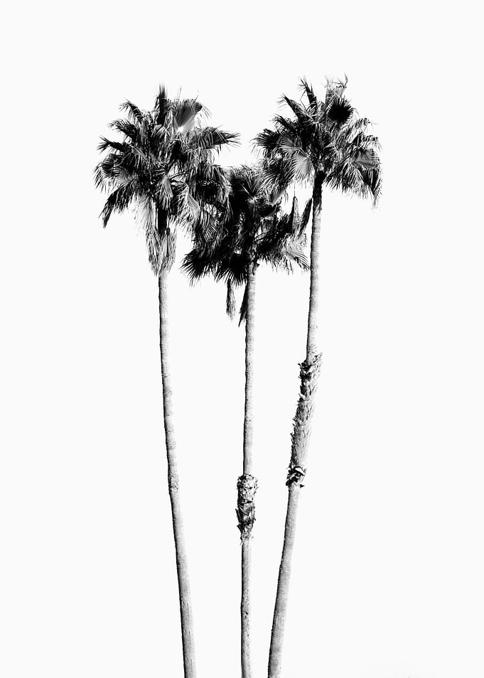 Palm Trees Black White 7