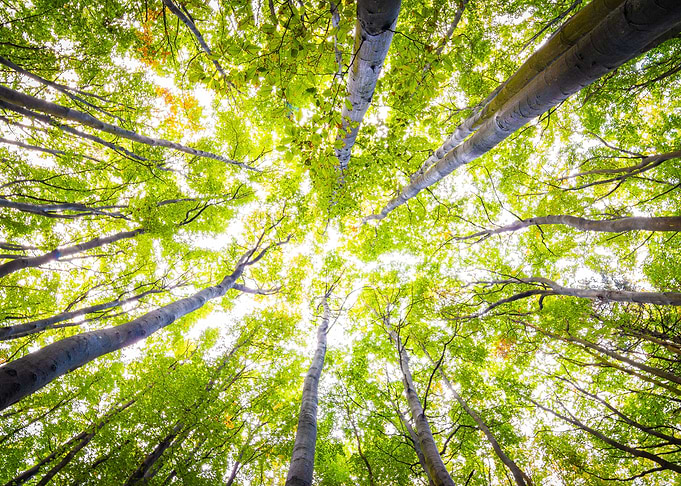 Treetops