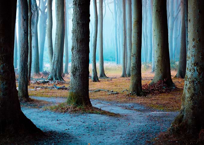 Forest Path