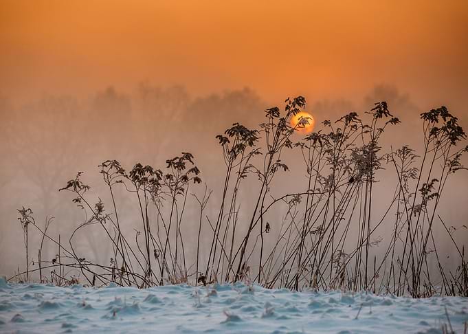Foggy morning