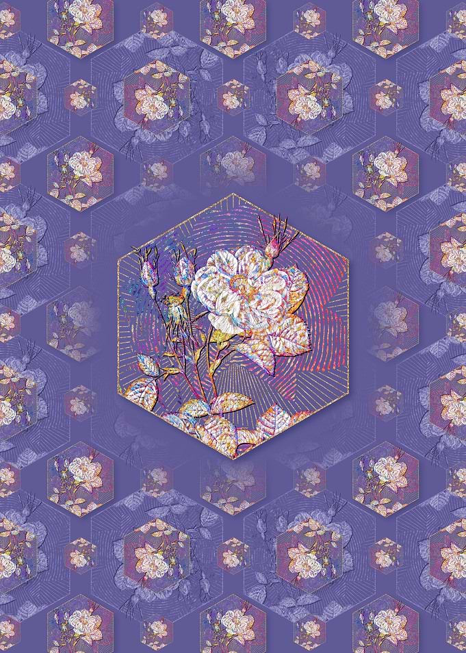 White Rose of York 2