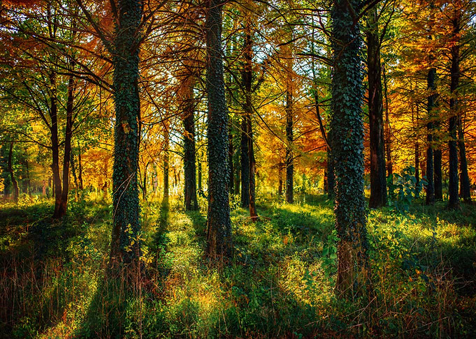 Autumn Sunset in Forest